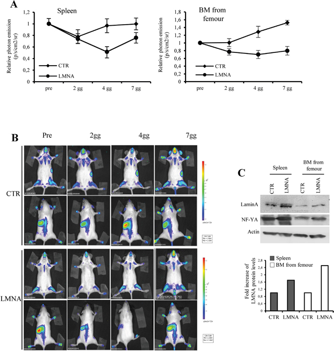 Lamin A impact on NF-Y activity in vivo.