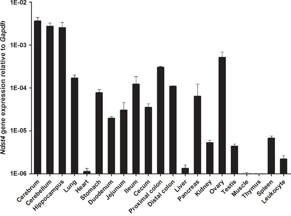 Ndst4 gene expression in mouse tissue spectrum.