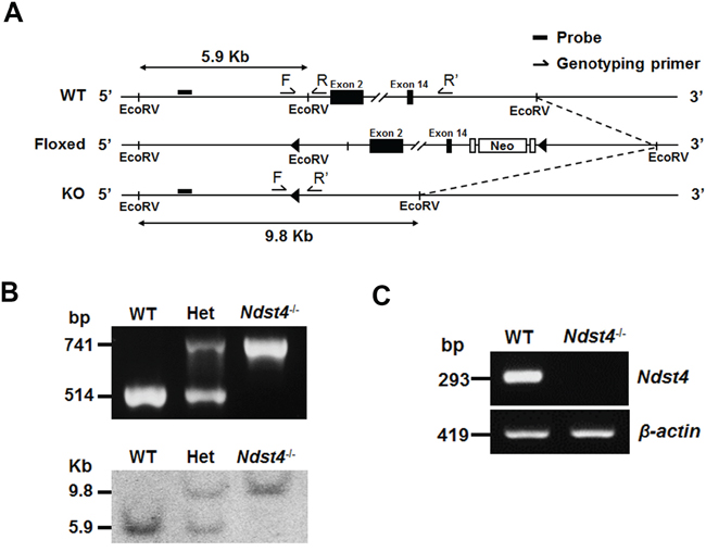 Disruption of the Ndst4 gene by targeted homologous recombination.