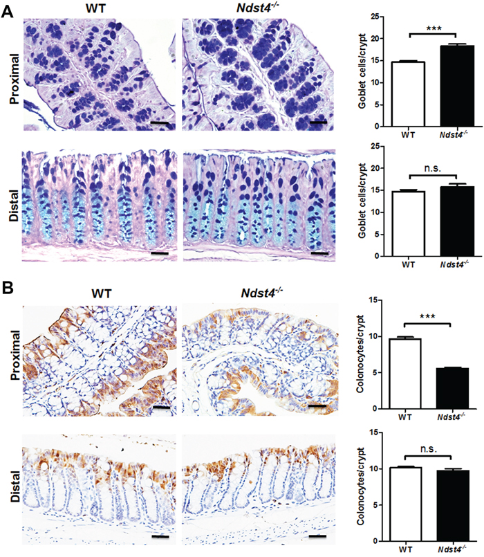 Ndst4 deficiency increases goblet cell differentiation along with a decrease of colonocytes in the proximal colon.