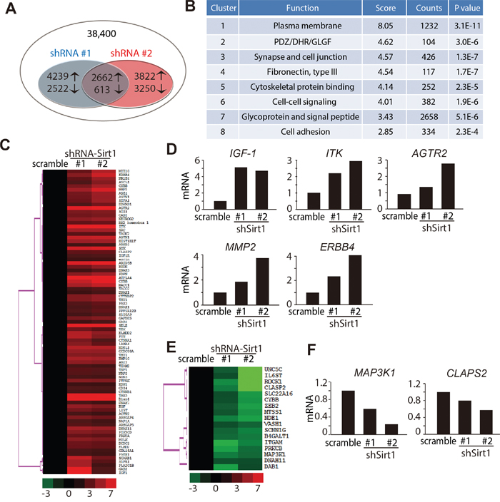 Genome changes in KHOS/NP cells following downregulation of SIRT1.