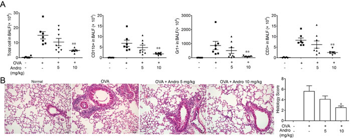 Andrographolide treatment ameliorated OVA-induced recruitment of inflammatory cells and lung injury in mice.