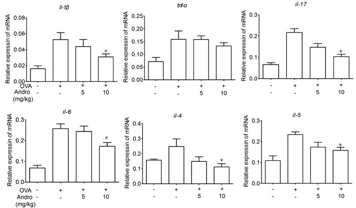 Andrographolide suppressed mRNA levels of inflammatory cytokines in lung of mice with OVA-induced asthma.