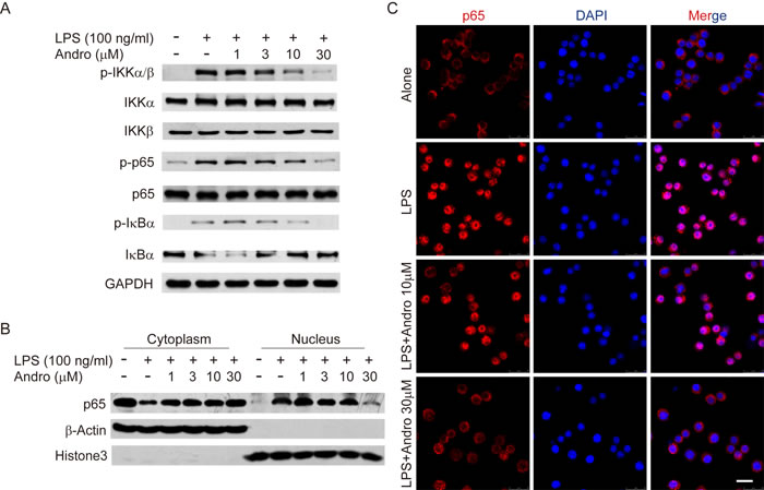 Andrographolide inhibits LPS-induced activation of NF-&#x3ba;B in RAW264.7 cells.