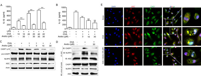 Andrographolide inhibited CASP1 activation and IL-1&#x3b2; maturation by inhibiting activation of the NLRP3 inflammasome.