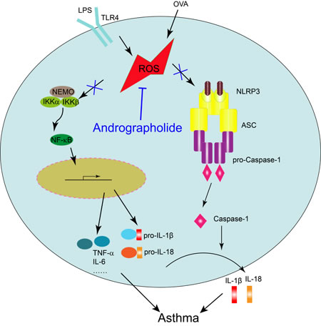 Illustration for the mechanism underlying Andrographolide for improvement of OVA-induced lung inflammation in mice.