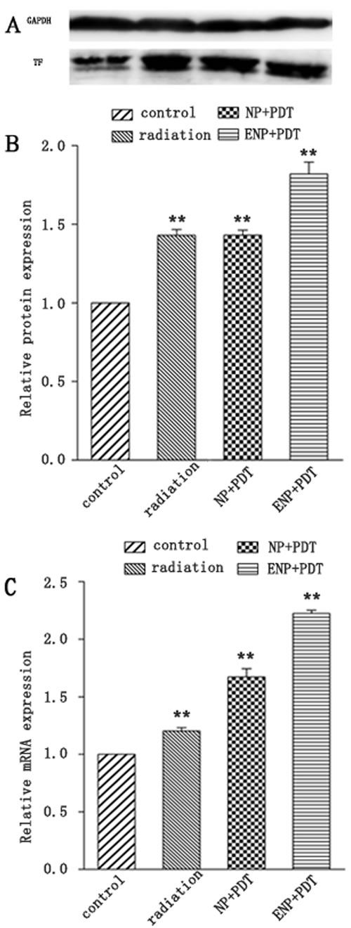 TF expression of BCECs post-PDT.