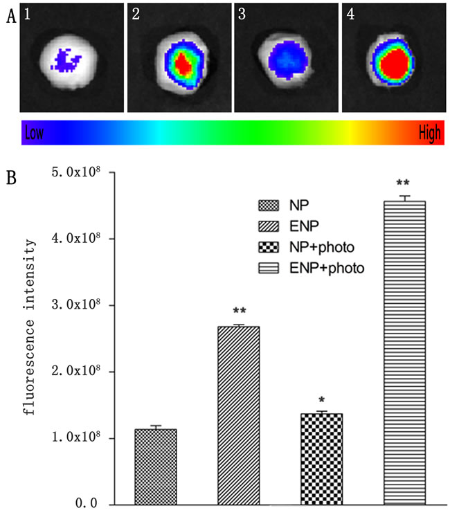 Tumors were incised at 24 h post-PDT for