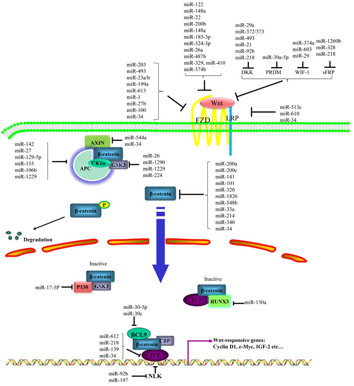 Regulation of miRs on Wnt/&#x3b2;-catenin signaling pathway.