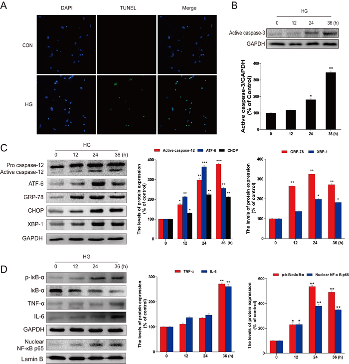 HG-induced apoptosis, ER stress, and inflammatory response in primary hippocampal neurons.