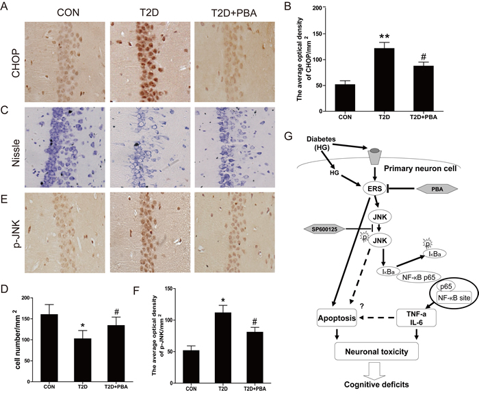 PBA administration protects the neural cells in the CA1 region of the T2D rats, and inhibits the expressions of CHOP and p-JNK protein.