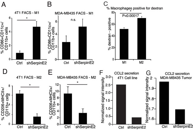 SerpinE2 controls tumor-promoting macrophages and CCL2 levels. (