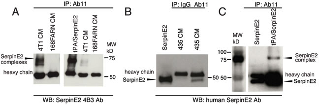Ab11 immunoprecipates of serpinE2.