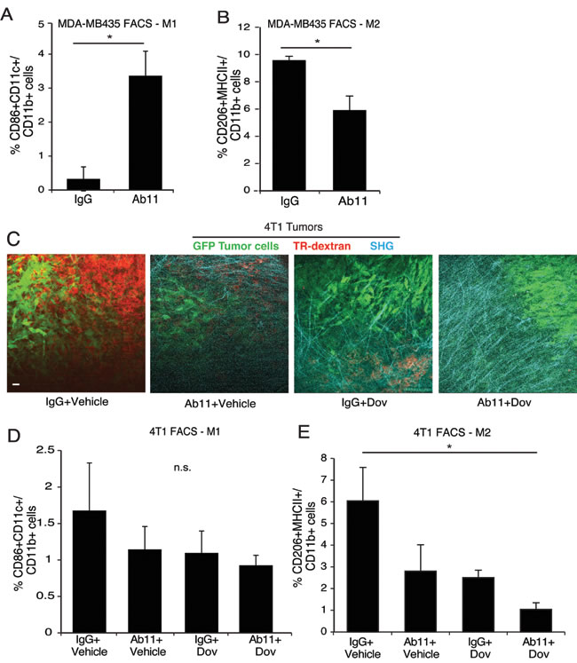 Ab11 treatment leads to a decrease in M2 macrophages and increase in tumor matrix density. (