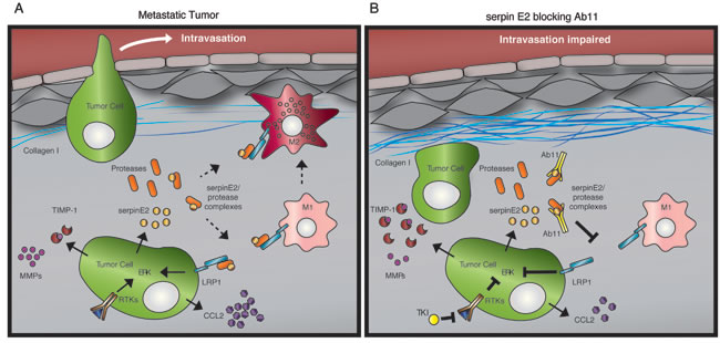 Model depicting the effects of Ab11 treatment on the tumor microenvironment.