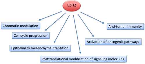 Mechanisms of EZH2-mediated implications in cancer.