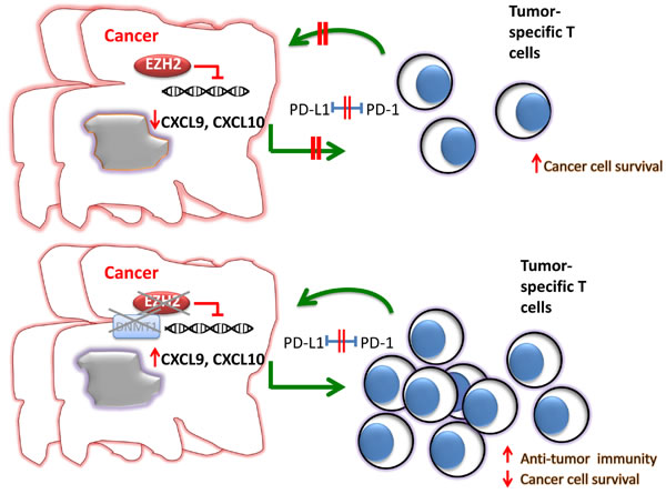 EZH2 expression and function in cancer cells alters the efficacy of tumor immunotherapy.