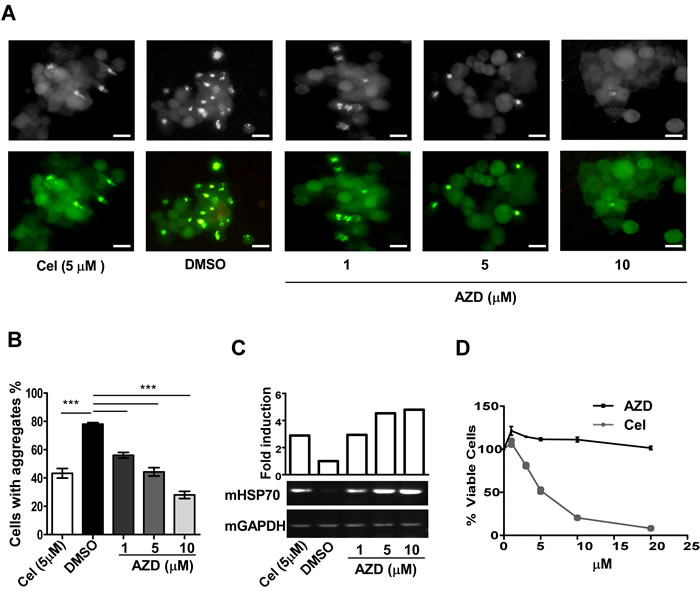 AZD reduces protein aggregation and associated toxicity in the cell.