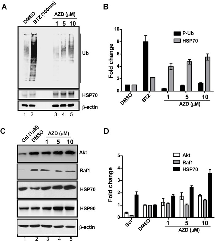 AZD induces HSP70 protein expression without interfering with the functions of HSP90 or proteasome.