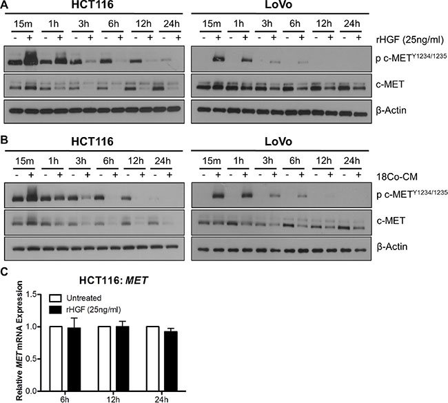 Exogenous HGF results in rapid downregulation of c-MET protein but not MET mRNA levels.