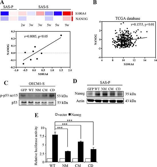 S100A4 enhances the expression of Nanog by negative regulating p53.