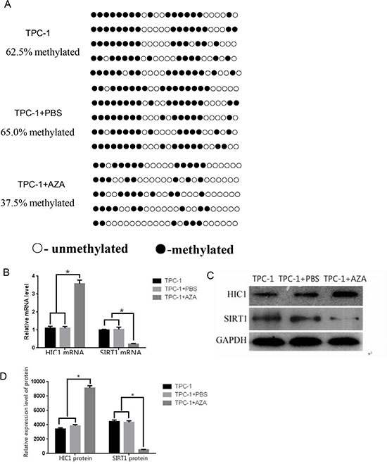 Effects of 5-aza-dC treatment on HIC1 and SIRT1 expression in TPC-1 cells.