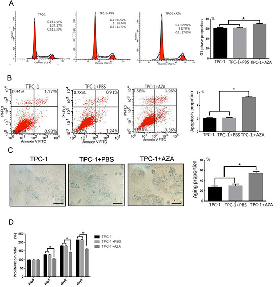 Effects of 5-aza-dC treatment on cell cycle, apoptosis, senescence, and proliferation in TPC-1 cells.