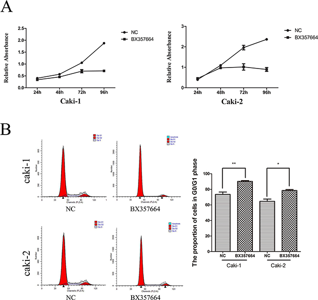 BX357664 inhibits cell proliferation and induces cell cycle arrest in the Caki-1 and Caki-2 cell lines.