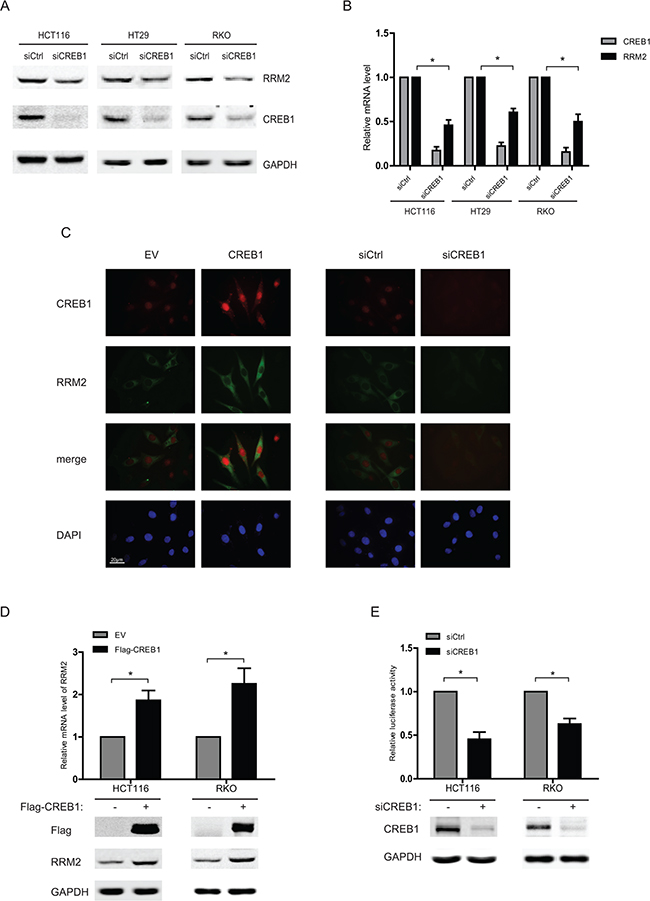 CREB1 increases RRM2 expression in CRC cells.
