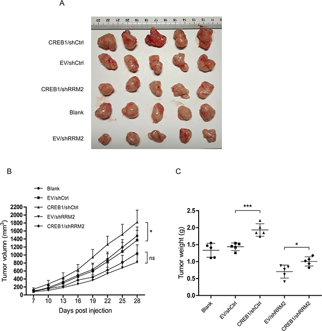 Deprivation of RRM2 inhibits CREB1-stimulated CRC tumourigenesis in nude mice.