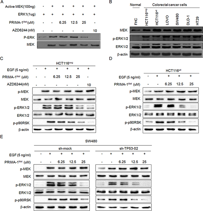 PRIMA-1Met inhibited kinase activity of MEK in vitro and in cells.