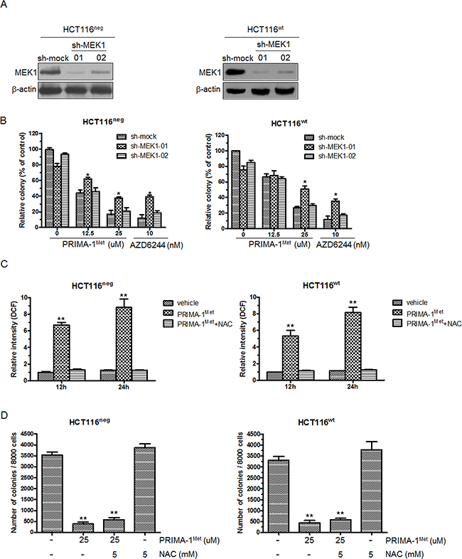 Knockdown of MEK1 decreases the sensitivity of colorectal cancer cells to PRIMA-1Met.