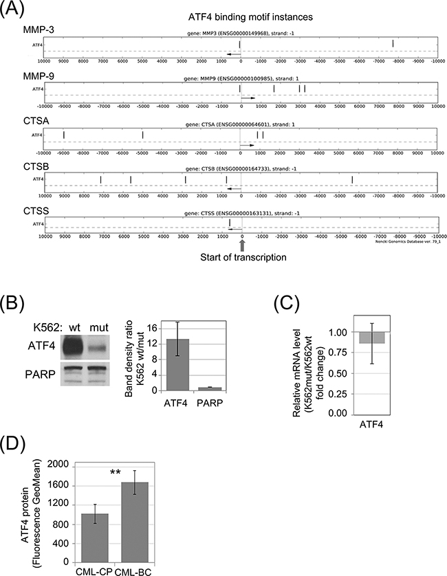 Synthesis of ATF4 protein in leukemia cells is dependent of eIF2&#x03B1; phosphorylation.