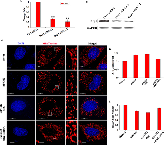 Drp1 is involved in PKM2-induced mitochondrial fusion.