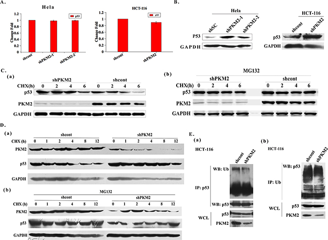Knockdown of PKM2 induces p53 up-regulation through increasing p53 protein stability.