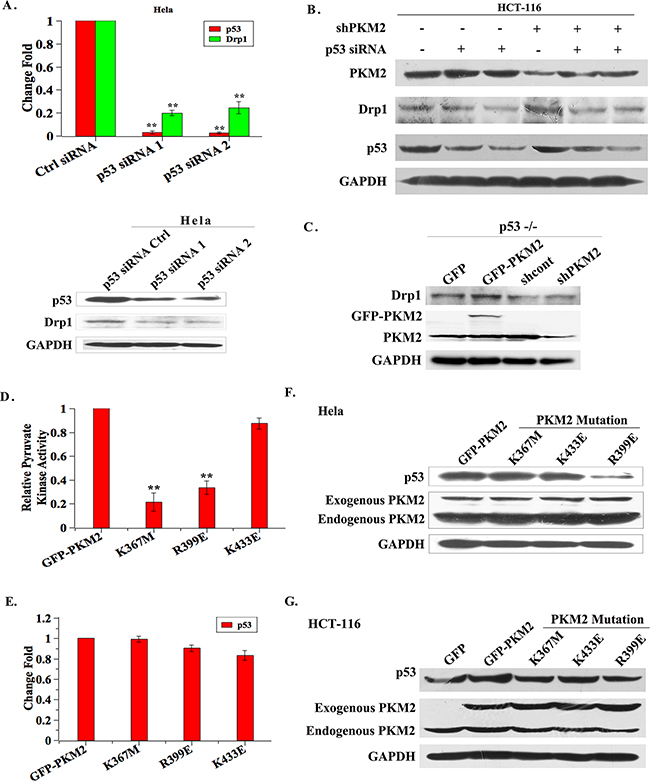 The dimeric PKM2 plays a dominant role in regulating p53 expression.