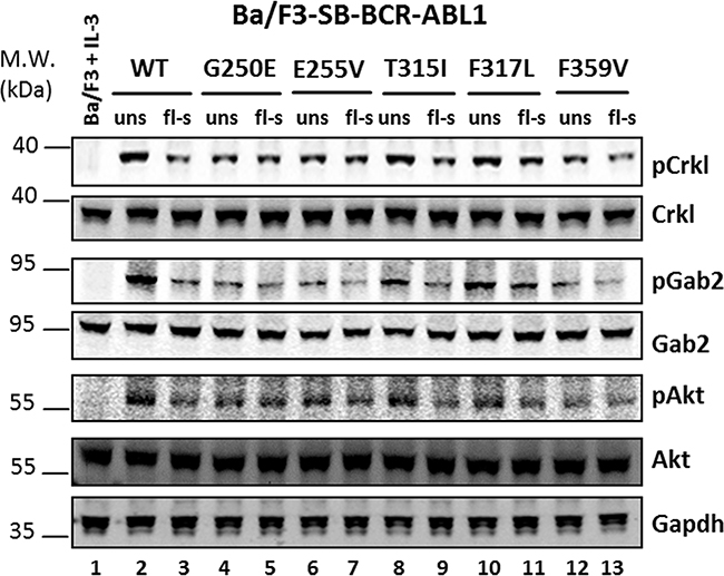 Western blot analysis of unselected and flow-sorted Ba/F3-BCR-ABL1 cells.
