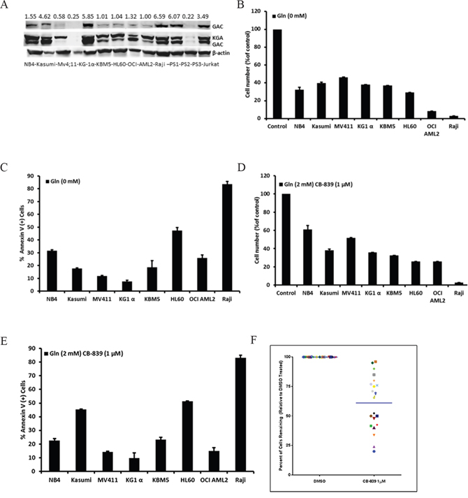 Viability and apoptosis of leukemic cell lines and AML primary samples after Gln deprivation and GLS1 inhibition by CB-839.