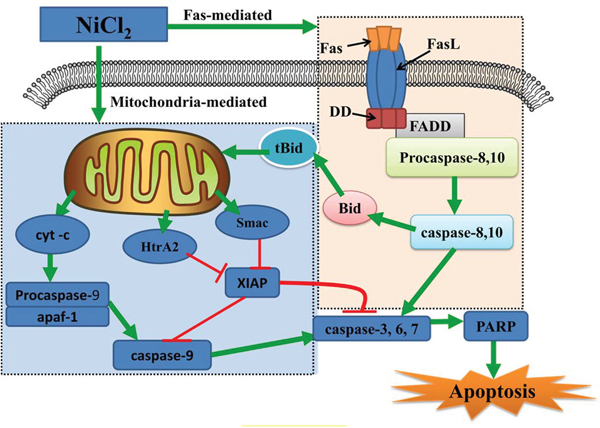 Schematic diagram of NiCl2-induced mitochondria- and Fas-mediated caspase-dependent apoptosis.