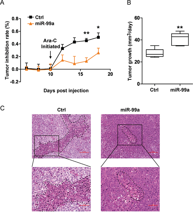 Ectopic miR-99a expression promotes leukemic cell survival after exposure to chemotherapeutic agents in vivo.
