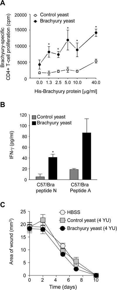 Yeast-brachyury vaccination induces a brachyury-specific T-cell immune response in mice and has no effect on wound healing.