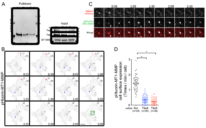Tks adaptor proteins regulate surface expression of MT1-MMP.