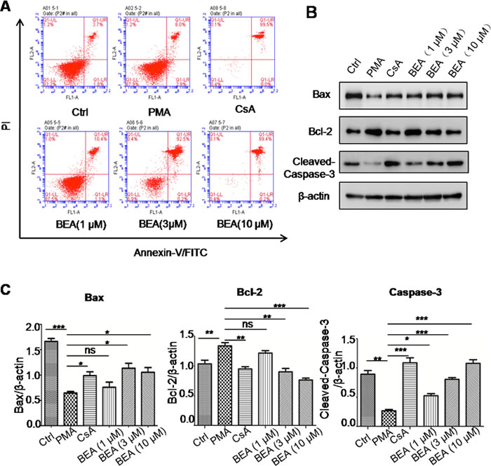BEA inhibited PMA-induced cell apoptosis by up-regulating Bax and caspase-3 and down-regulating Bcl-2 in lymphocytes.