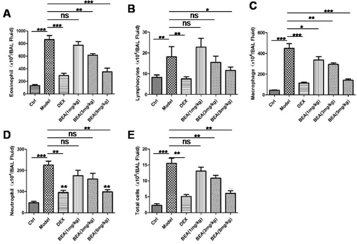 BEA reduced the numbers of eosinophils, lymphocytes, macrophages, neutrophils and total cells in mice BALF.