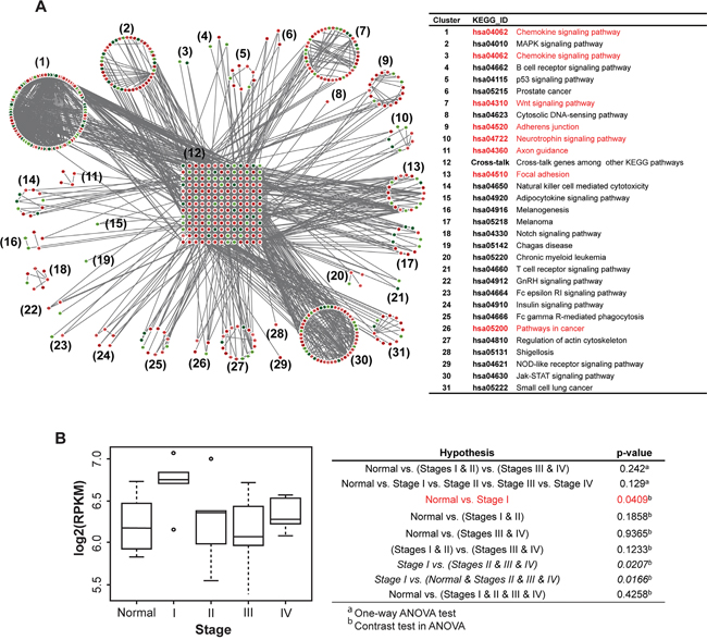Network analysis in a Korean GC RNA-Seq dataset shows an underlying GC tumor oncogenetic network, under various signaling contexts.