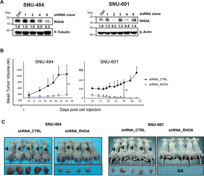 In vivo xenograft model of shRHOA shows decreased tumor size.