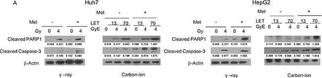 Western blotting analysis of apoptosis-related proteins in Huh7 and HepG2 cells 48 h after &#x03B3;-rays and carbon ion beams alone or in combination with metformin (Met, 5 mM).