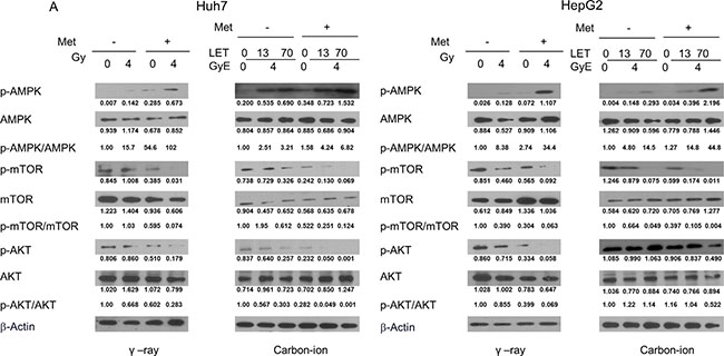 Western blotting analysis of AMPK/mTOR/Akt pathway-related proteins in Huh7 and HepG2 cells 48 h after &#x03B3;-rays and carbon ion beams alone or in combination with metformin.