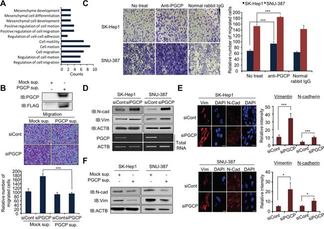 PGCP silencing induces migration and invasion in SK-Hep1 and SNU-387 cells.