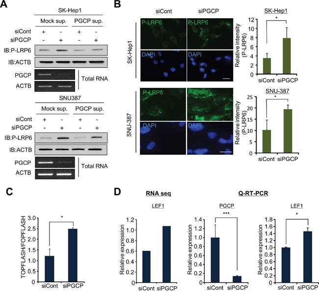 PGCP knockdown induces phosphorylation of LRP6.